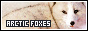 88x31 button
